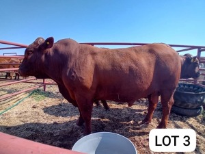 1X Red Cross Bull Jaras(Pty)Ltd