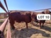 1X Red Cross Bull Jaras(Pty)Ltd
