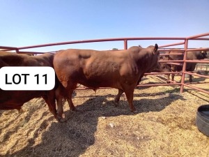 1X Red Cross Bull Jaras(Pty)Ltd