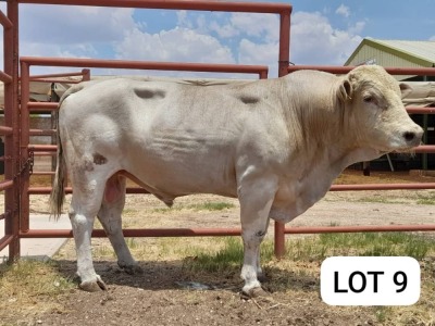 1X Charbray Bull Moagi Dinake