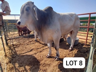 1X Brahman Bull David Merementsi