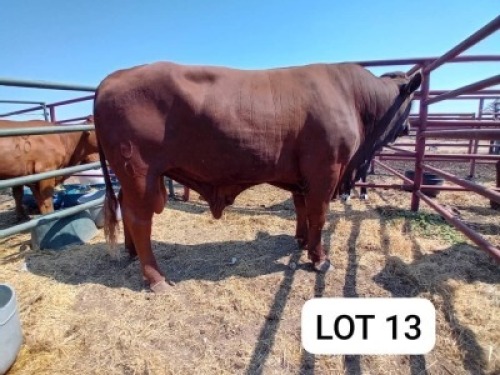1X Red Cross Bull Jaras(Pty)Ltd