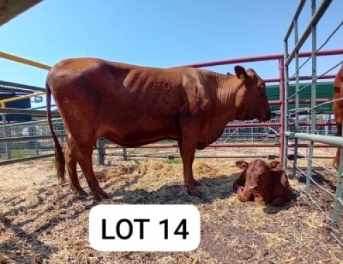 1+1X Red Cross Cow & Calf Jaras(Pty)Ltd