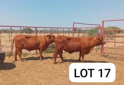 2X Red Cross Heifers Jaras(Pty)Ltd