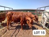 2X Red Cross Cows Jaras(Pty)Ltd