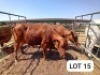 2X Red Cross Cows Jaras(Pty)Ltd