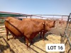 2X Red Cross Cows Jaras(Pty)Ltd