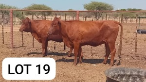 2X Red Cross Heifers Jaras(Pty)Ltd