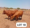 2X Red Cross Heifers Jaras(Pty)Ltd