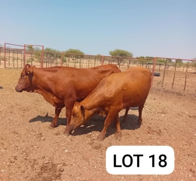 2X Red Cross Heifers Jaras(Pty)Ltd