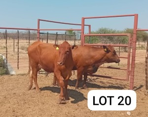 2X Red Cross Heifers Jaras(Pty)Ltd