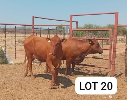 2X Red Cross Heifers Jaras(Pty)Ltd