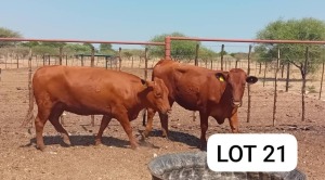 2X Red Cross Heifers Jaras(Pty)Ltd