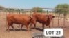 2X Red Cross Heifers Jaras(Pty)Ltd