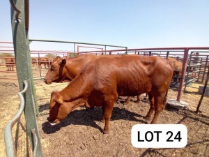 2X Red Cross Cows Jaras(Pty)Ltd