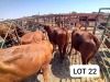 4X Red Cross Heifers Jaras(Pty)Ltd