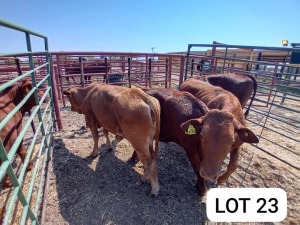 4X Red Cross Heifers Jaras(Pty)Ltd