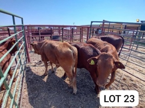 4X Red Cross Heifers Jaras(Pty)Ltd