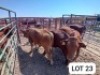 4X Red Cross Heifers Jaras(Pty)Ltd