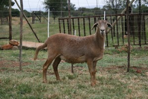 1X OOI/EWE B3 Genetics - Charles Freeme - 074 207 0007 (Highest Bidder may choose A, B or C of Lot round or take all - Pay per piece. Choice once per Lot round, Rest to take all)