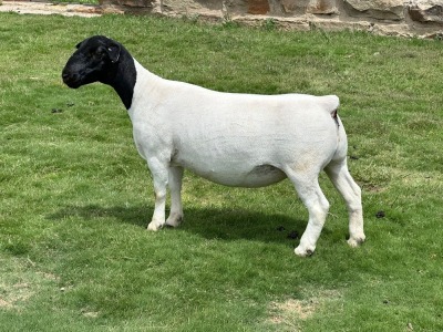 1X T5 DORPER EWE Leroy Phillips & Son Dorpers