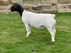 3X T5 DORPER EWE Leroy Phillips & Son Dorpers - 2