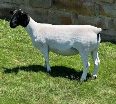 3X T5 DORPER EWE Leroy Phillips & Son Dorpers