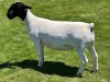 3X T5 DORPER EWE Leroy Phillips & Son Dorpers - 2