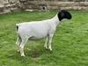 3X T5 DORPER EWE Leroy Phillips & Son Dorpers - 3