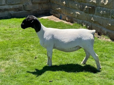 4X (2) PREGNANT STUD DORPER EWE Leroy Phillips & Son Dorpers