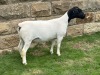 4X (2) PREGNANT STUD DORPER EWE Leroy Phillips & Son Dorpers - 2