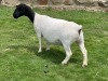 4X (2) PREGNANT STUD DORPER EWE Leroy Phillips & Son Dorpers - 3