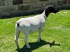 4X (2) PREGNANT STUD DORPER EWE Leroy Phillips & Son Dorpers - 4