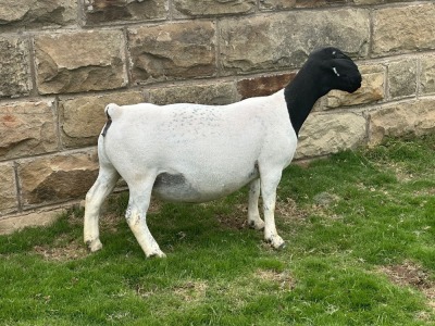 3X PREGNANT FLOCK/STUD/STUD DORPER EWE Leroy Phillips & Son Dorpers