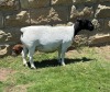 3X PREGNANT FLOCK/STUD/STUD DORPER EWE Leroy Phillips & Son Dorpers - 2