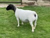 3X PREGNANT FLOCK/STUD/STUD DORPER EWE Leroy Phillips & Son Dorpers - 3