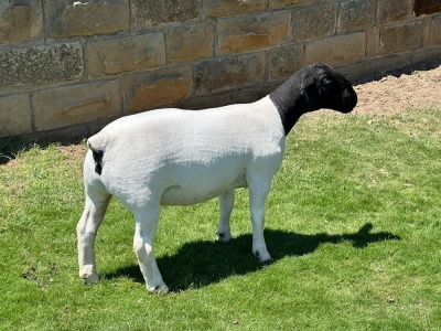 1X T5 DORPER EWE Leroy Phillips & Son Dorpers