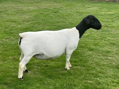 1X PREGNANT T5 DORPER EWE Leroy Phillips & Son Dorpers