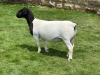 1X T5 DORPER EWE Leroy Phillips & Son Dorpers