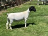 1X PREGNANT T5 DORPER EWE Leroy Phillips & Son Dorpers