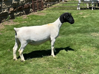 1X PREGNANT T5 DORPER EWE Leroy Phillips & Son Dorpers