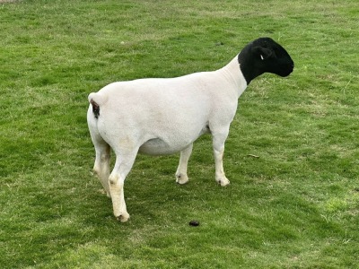 1 X DORPER PREGNANT T5 EWE Leroy Phillips & Son Dorpers