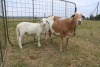 1X OOI met lam/EWE with lamb J Afrika - Mandla Seopela - 082 044 4712