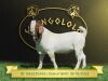 1X Boer Goat Flock T Buck Shongololo Boerbok Stoet 1563