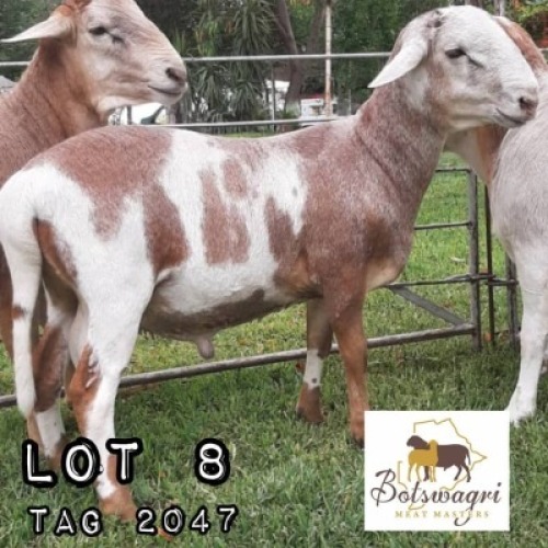 LOT 8 1x Meatmaster Ram Botswagri