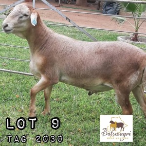 LOT 9 1x Meatmaster Ram Botswagri