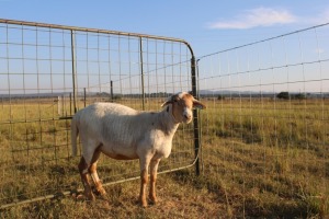 1X OOI/EWE J Afrika - Mandla Seopela - 082 044 4712 (Highest Bidder may choose A, B or C of Lot round or take all - Pay per piece. Choice once per Lot round, Rest to take all)