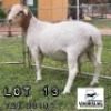 LOT 13 1x Meatmaster Ram Voorslag