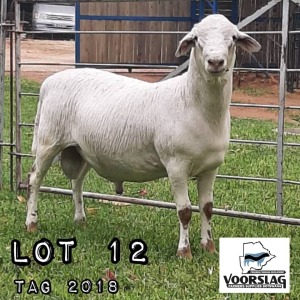 LOT 12 1x Meatmaster Ram Voorslag