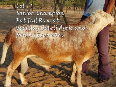 LOT 11 1x Meatmaster Ram Jaras(Pty)Ltd